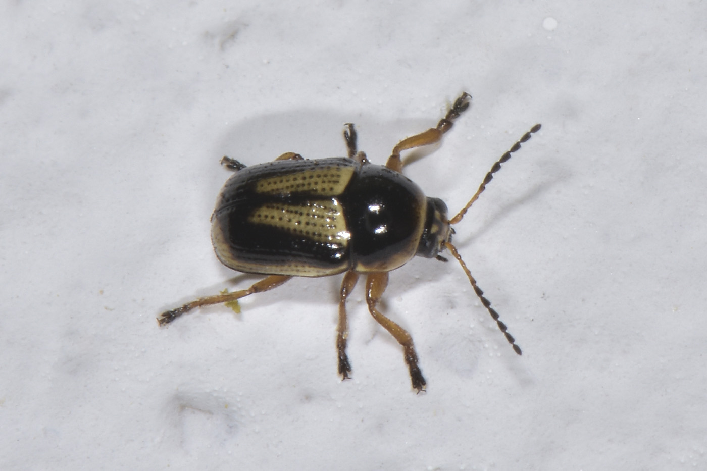 Cryptocephalus sp? S, cfr. connexus
